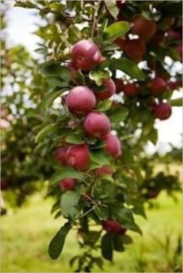How to Grow Healthy Fruit Trees
