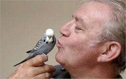 How to Care for a Parakeet
