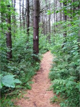 A Beginners Guide to Hiking the Appalachian Trail