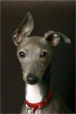 Italian Greyhounds for Beginners