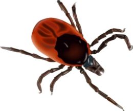 Chagas Disease: Causes, Symptoms and Treatments