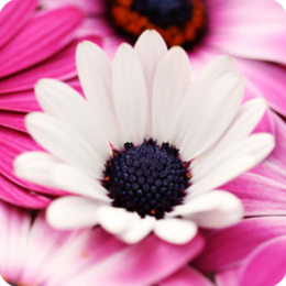 Abbeys Flowers Wallpaper