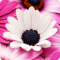 Abbeys Flowers Wallpaper