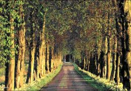 Pyramid America PPLA70126F Row of Trees - Path Poster