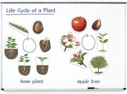 Giant Magnetic Plant Life Cycle