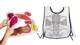 Anatomy Apron