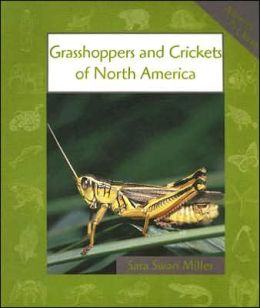 Grasshoppers and Crickets of North America (Animals in Order)