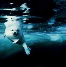 Wildlife Photographer of the Year Portfolio 15