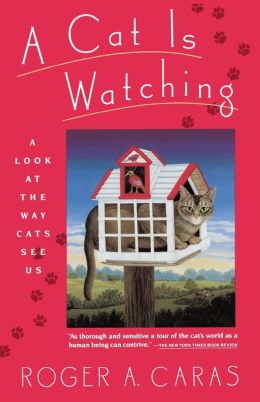 A Cat Is Watching
