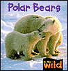 Polar Bears (In the Wild Series)