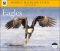 2008 Eagles WWF Wall Calendar