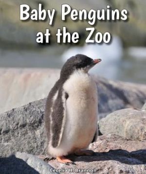 Baby Penguins at the Zoo