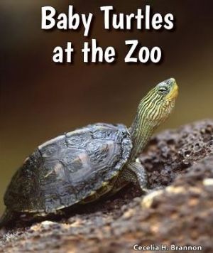 Baby Turtles at the Zoo