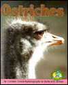 Ostriches