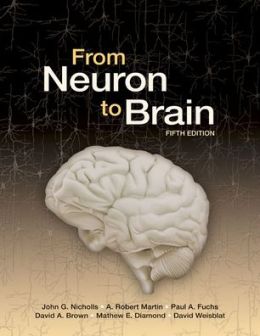 From Neuron to Brain
