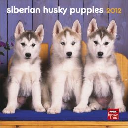 Siberian Husky Puppies 2012 7X7 Mini Wall