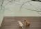 A Letter to My Dog: Notes to Our Best Friends