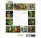 2012 Parrots - National Geographic Wall Calendar