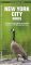 New York City Birds: An Introduction to Familiar Species in the Metropolitan Area