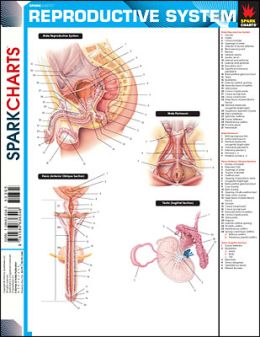 Reproductive System (SparkCharts)