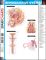 Reproductive System (SparkCharts)