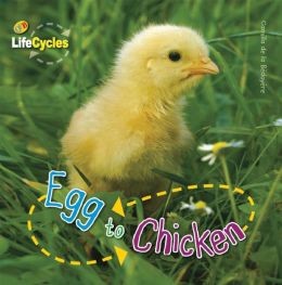 Egg to Chicken