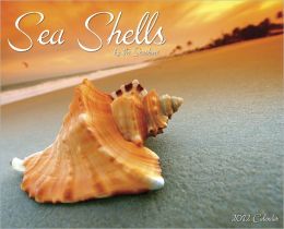 2012 Sea Shells Wall Calendar
