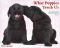 2012 What Puppies Teach Us Wall Calendar
