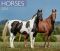 2014 Horses Wall Calendar