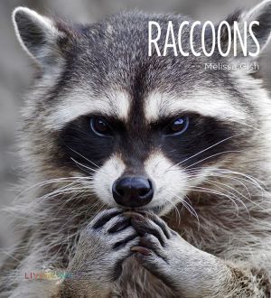Raccoons: Living Wild