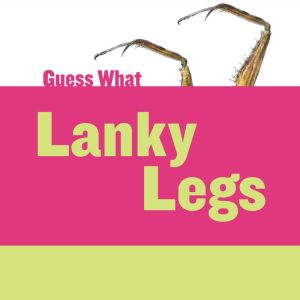 Lanky Legs: Praying Mantis