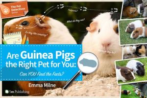 Are Guinea Pigs the Right Pet For You: Can YOU Find the Facts?